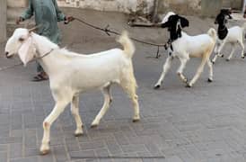 Qurbani bakre 2 daant Khassi