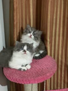 Persian