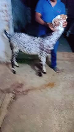 mundra and makhi chena bakra