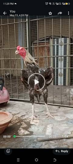 shamoo cross patha h long height mn