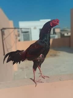 Sindhi aseel full active and beautiful Bird