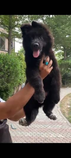 German shepherd puppies / German shepherd dog / GSD puppy for sale