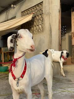 Qurbani 2025 - Teddy Taprey Jori - 2 dant khassi available for sell