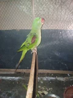 parrot