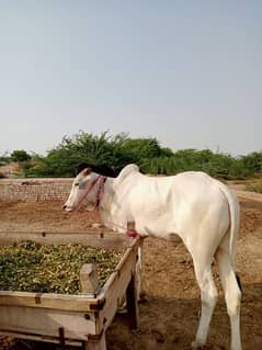 bull . .