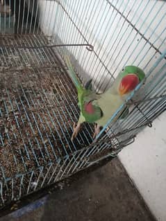 raw female parrot