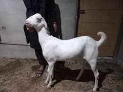 Goats for sales