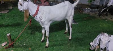 pure desi goat home breed