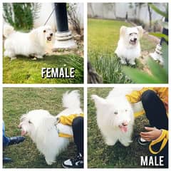 Poodle Pups triple coated Highest Quality