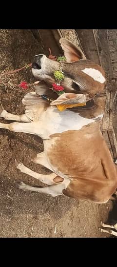 2 Danth Bachray available for sale
