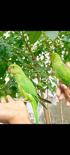 hand tame self pair
