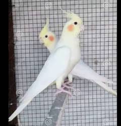 cocktail and Lovebirds breeder pair with chicks