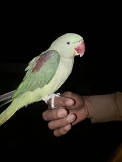 parrot