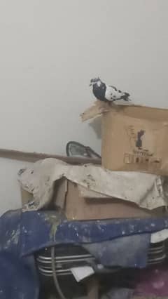 cheeri