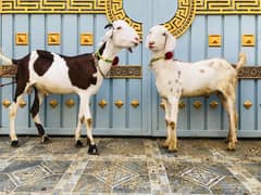 2 Dant Khassi Bakry , Qurbani k Bakry Khassi