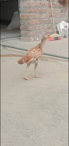 Aseel Mianwali,Cocktail,Lovebird