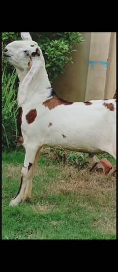 bakra