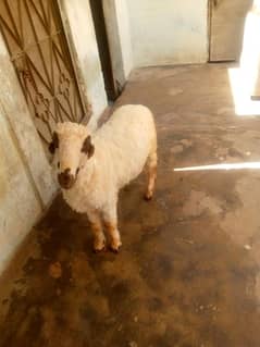 Dumba for sale Mundra 1 sale ka ha urgent sale