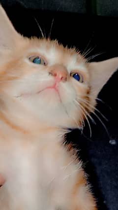 2000 Persian kitten
