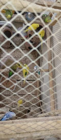 Australian parrot. . . Buggies. . . fishiri