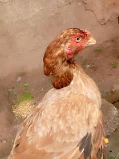 aseel hera