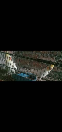 Cocktail,Lovebird