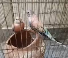 breeder pairs