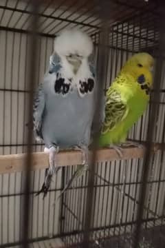 breeder pairs