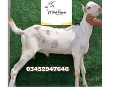 taddy goats baby's