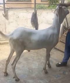 Qurbani 2025