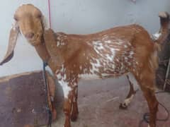 Bakra