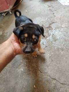dog rottweiler