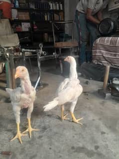 hera seel