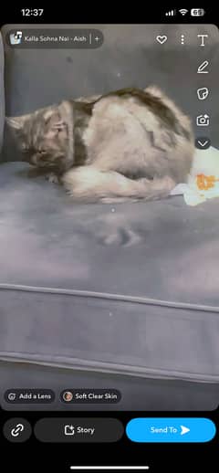 Persion male cat