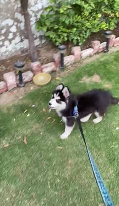 husky male