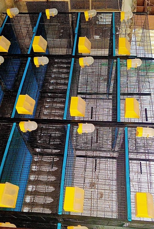 pigeons cages 3
