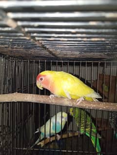 Latino (red eyes) , love bird