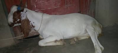khassi
