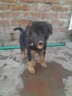 German Shepherd Puppy For Sale