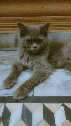 female cat for sell