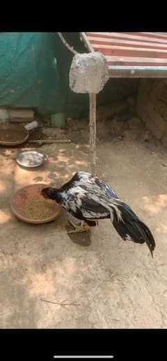 Aseel patha