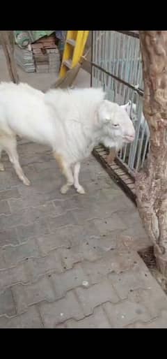 Teddy Bakra for sale