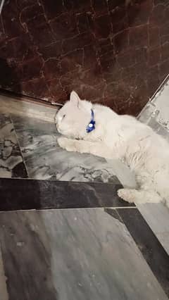 Persian male cat available for mating