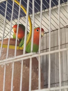 love bird 1 Pair frinches 4 pair Dove 1 Pair