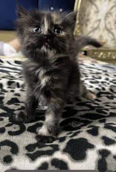 Kittens
