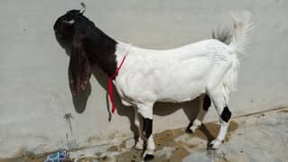 qurbani k liye bakre 2 dant