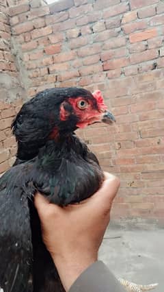 mianwali aseel mati