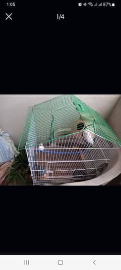 budgies pair with cage for sale