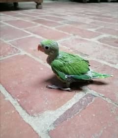 Parrot chik  sale