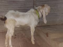 gulabi nasal bakra